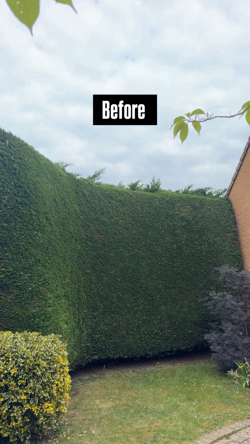 Overgrown hedge before