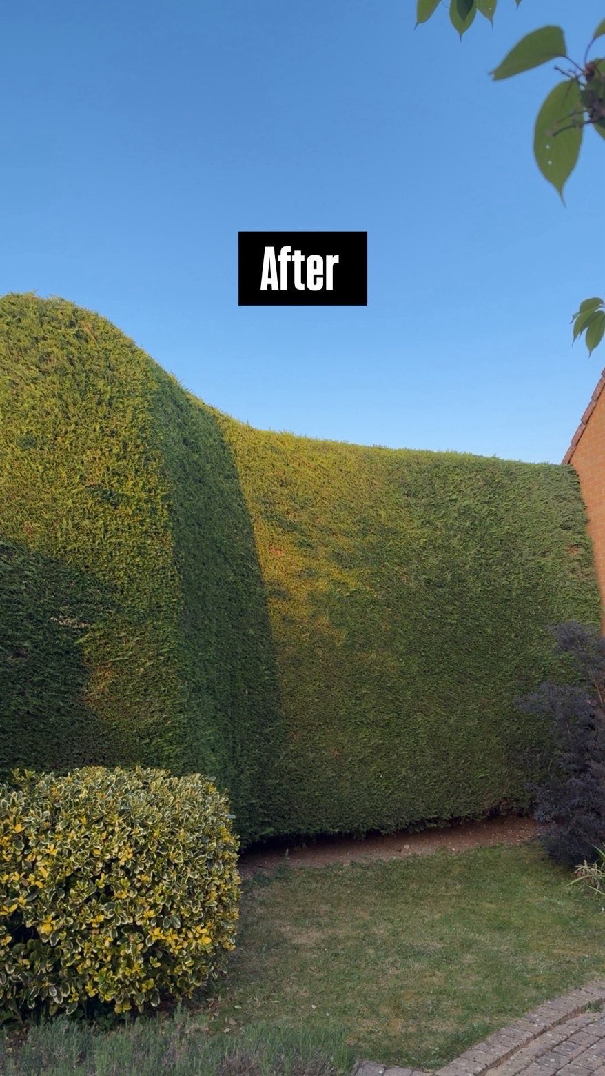 Trimmed hedge after